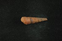 藏品(網蜷)的圖片